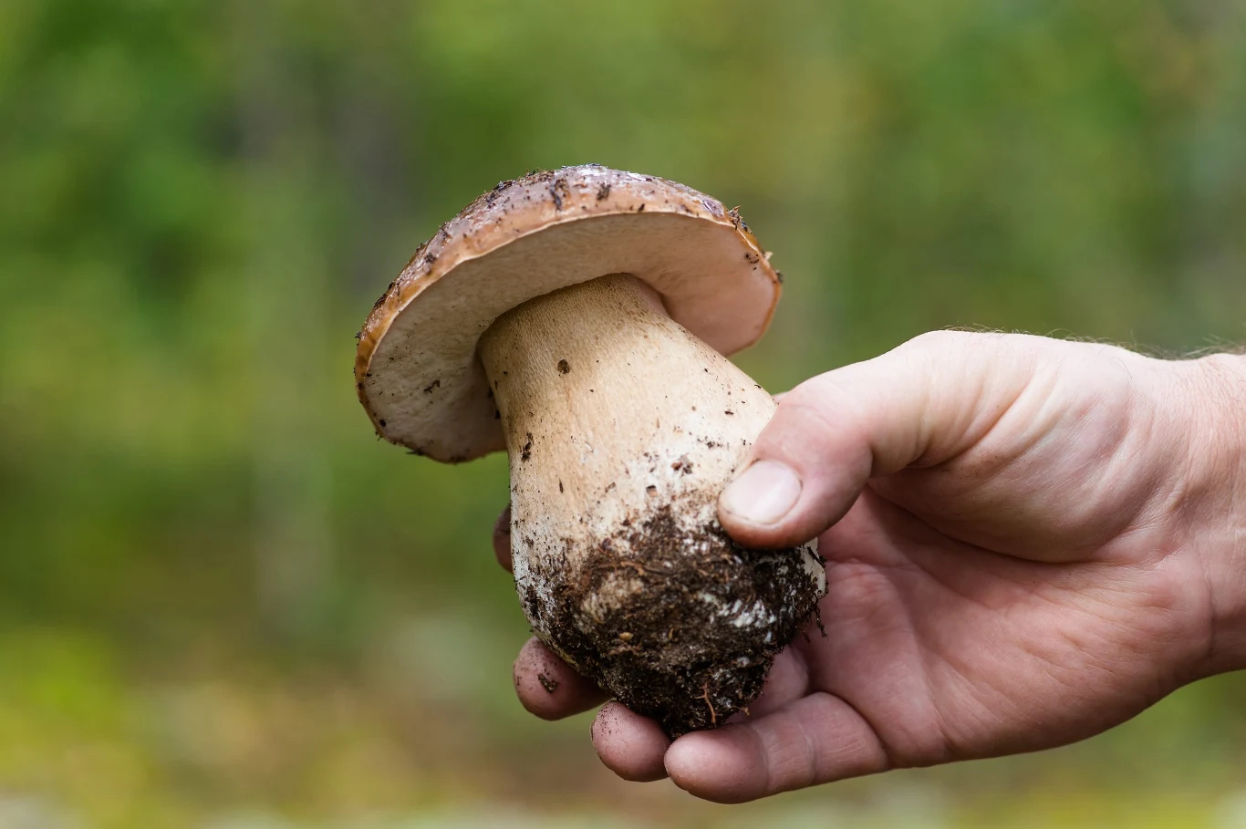 Dłoń trzymająca dużego prawdziwka z resztkami ziemi na trzonie, w naturalnym otoczeniu lasu.