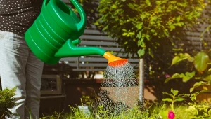 Podlewasz, a liście więdną? Prosty test z wodą zdradzi przyczynę