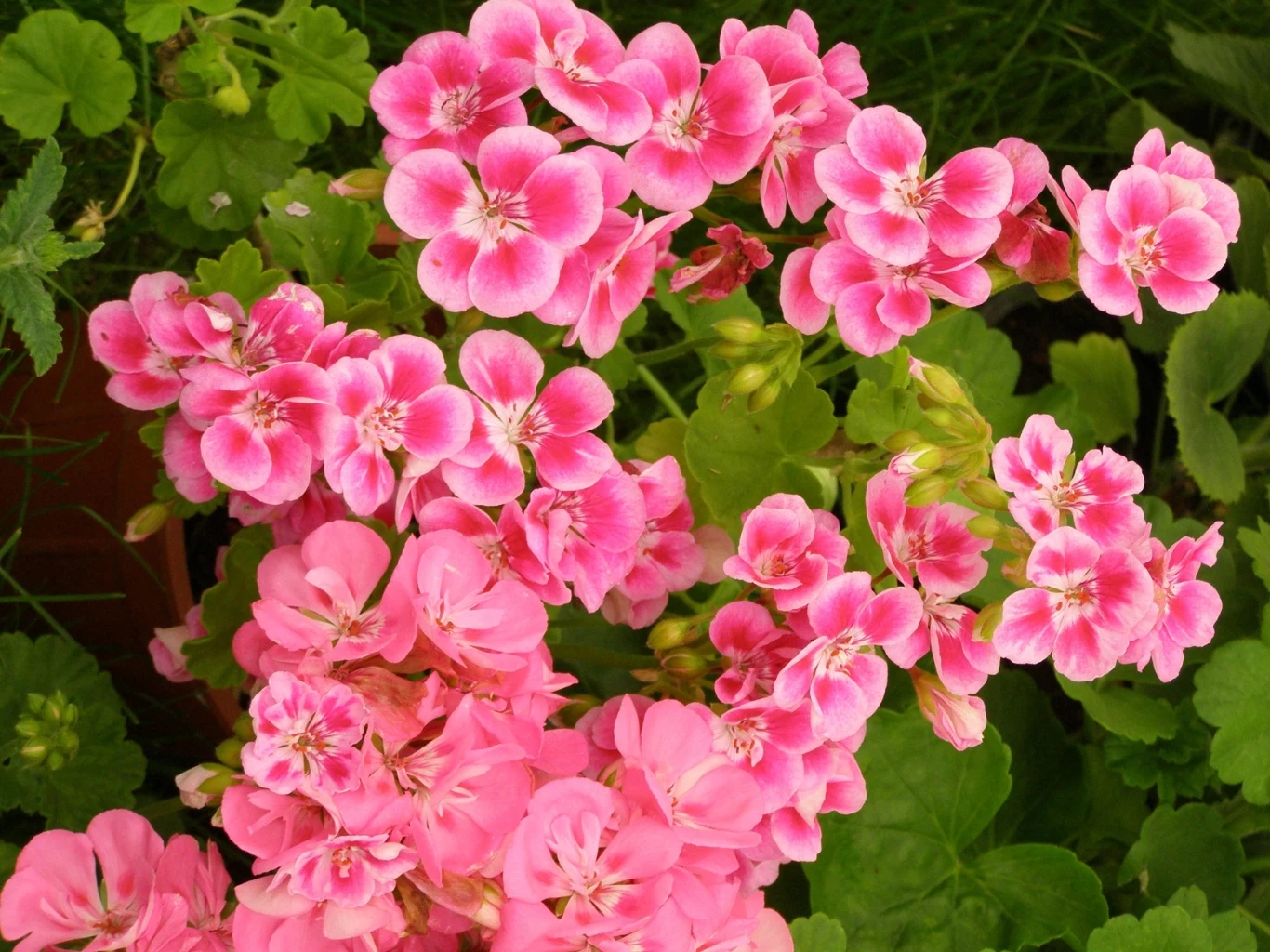 Intensywnie różowe kwiaty pelargonii otoczone zielonymi liśćmi.