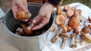 Zanurz w tym grzyby. Tak szybko pozbędziesz się robaków