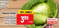 Kapusta młoda