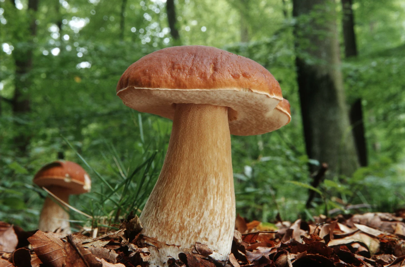 Duży borowik szlachetny wyrastający z leśnej ściółki pośród zielonej roślinności, w tle drugi grzyb oraz drzewa lasu liściastego.