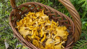 Sezon na kurki rusza pełną parą. Tu znajdziesz ich najwięcej 