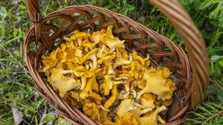 Gdzie można znaleźć już kurki? Wszystko zależy od warunków pogodowych. 