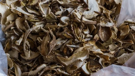 Suszone grzyby nie powinny być przechowywane w reklamówce ani plastikowym pojemniku