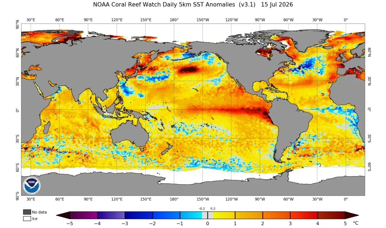 Kolorowa mapa oceanów świata ilustrująca anomalie temperatury powierzchniowej wody, z wyraźnymi obszarami podwyższonych temperatur – szczególnie na równikowym Pacyfiku, północno-wschodnim Atlantyku oraz Arktyce; wartości zaznaczone w skali barw od nieb...