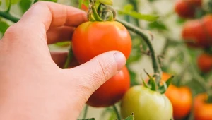 Jak i kiedy zbierać pomidory? 4 patenty ogrodników na idealne owoce