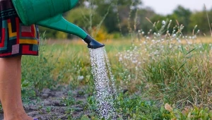 Zwykle ląduje w zlewie. Podlej nią warzywa, a nabiorą wigoru