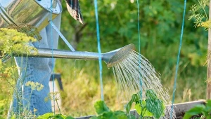 Podlewasz, a liście więdną? Prosty test z wodą zdradzi przyczynę