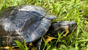 Rekordowo duży żółw ozdobny znaleziony został w Poznaniu. To groźny gatunek inwazyjny