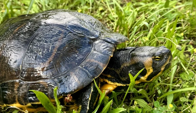 Rekordowo duży żółw ozdobny znaleziony został w Poznaniu. To groźny gatunek inwazyjny