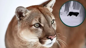 Puma pod Głogowem? Nie wszyscy są przekonani
