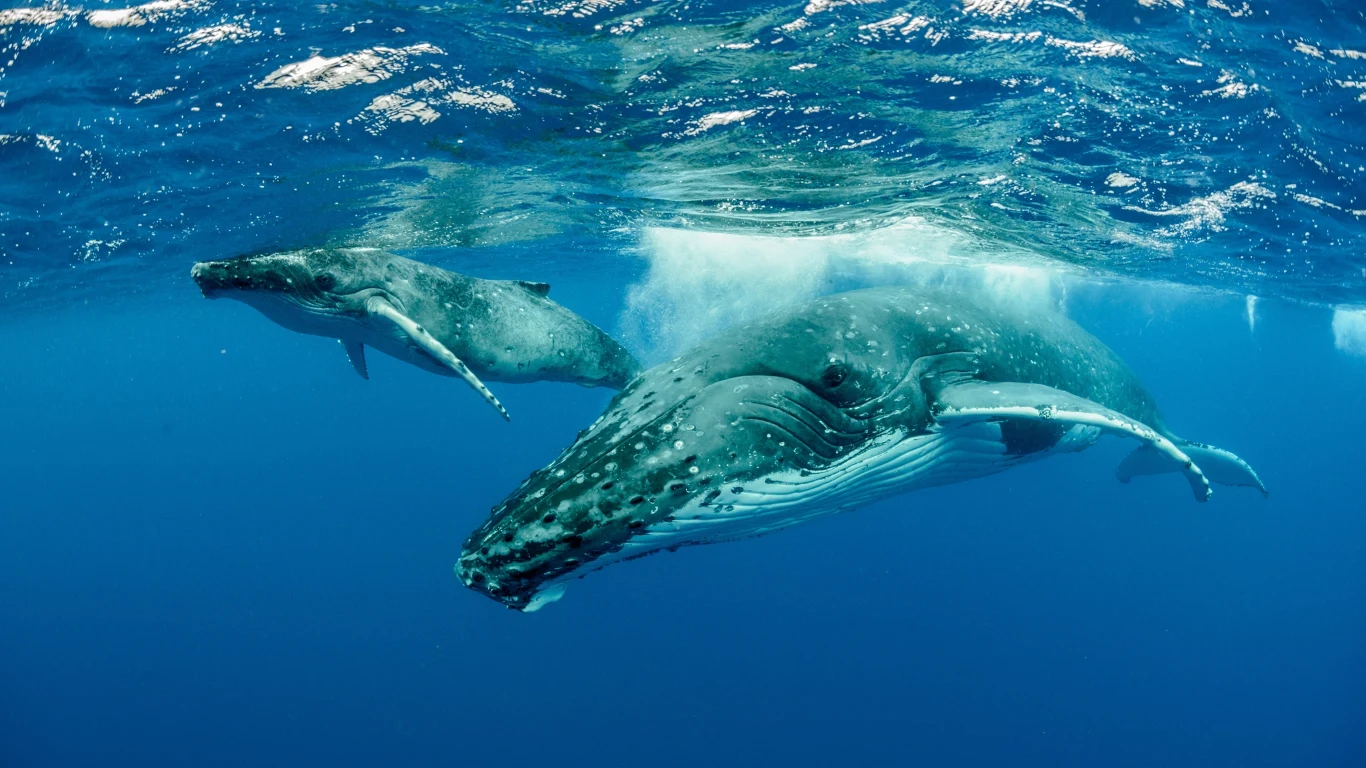 Humbaki są podatne na zanieczyszczenia i skażenia wody Dwa humbaki płynące tuż pod powierzchnią przejrzystej, błękitnej wody oceanicznej.