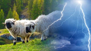 Tragedia we szwajcarskich Alpach. Piorun zabił 97 owiec / zdjęcie ilustracyjne