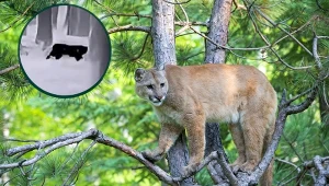 Puma miała grasować po Dolnym Śląsku. Okazuje się, że to nie puma