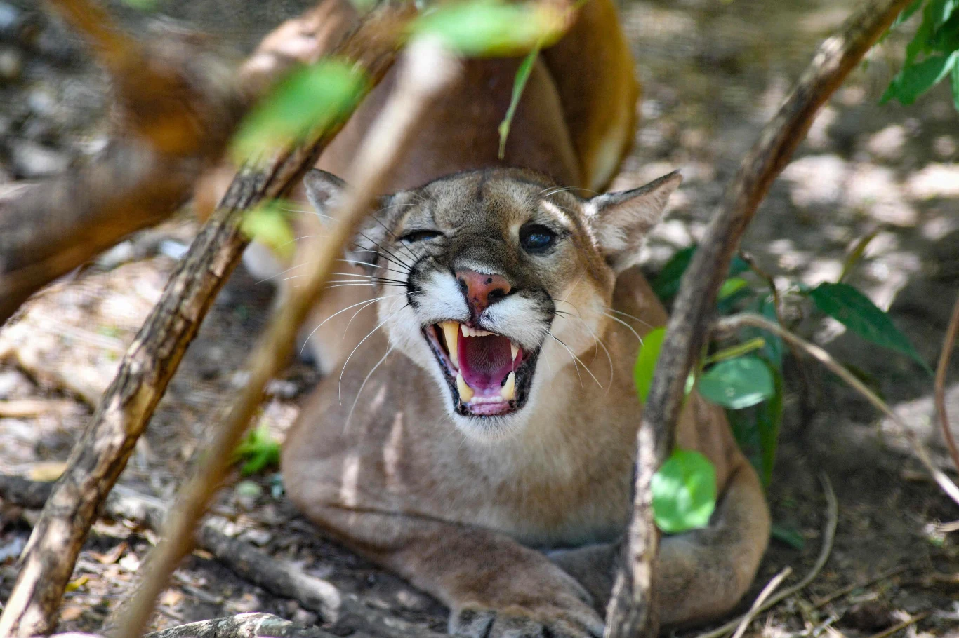 Puma leży na ziemi między gałęziami drzew, ukazując otwartą paszczę i zaciśnięte jedno oko.