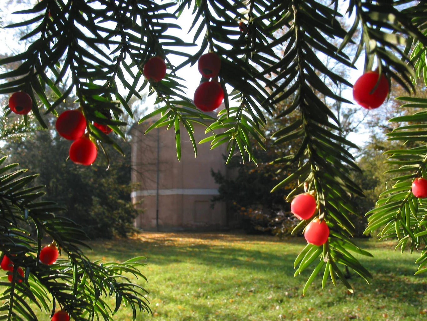 Arboretum w Kórniku zachwyca kolekcją drzew Czerwone jagody i zielone igły cisu wiszące nad trawnikiem z widocznym w tle jasnym budynkiem.