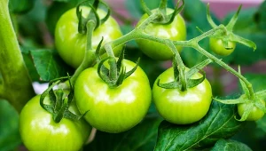Pomidory na krzaku wciąż są zielone? Zrób i podlej, szybciutko dojrzeją