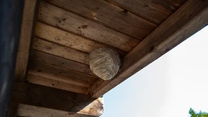 Zawieś w ogrodzie specjalną pułapkę. Nie będzie więcej os na tarasie