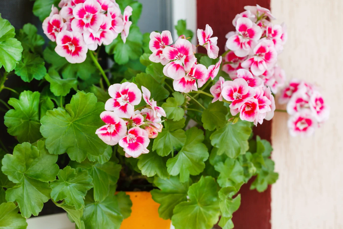 Jak dbać o pelargonie latem, by kwitły do końca października? Różowo-białe pelargonie o dużych, ozdobnych liściach rosnące w żółtej doniczce na tle ściany i okna.