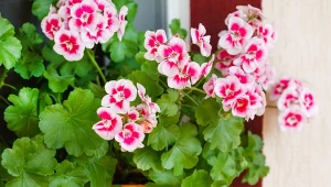 Jedna łyżka do konewki. Pelargonie będą kwitły do końca października