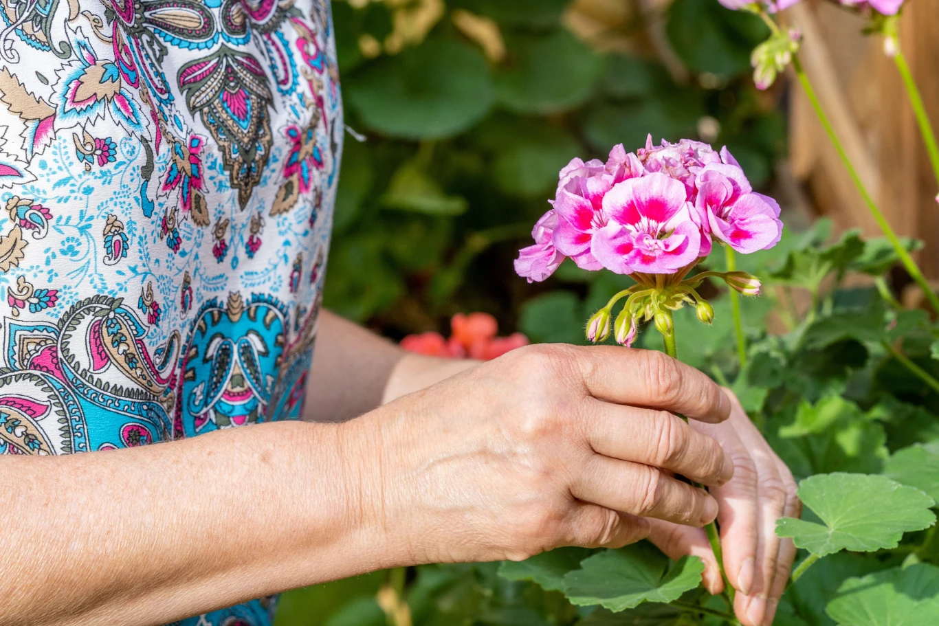 Letnia pielęgnacja przedłuża kwitnienie pelargonii. Dłoń osoby trzymająca różowego pelargonię na tle zielonych liści.