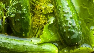 Kiszone ogórki z liśćmi selera będą wyjątkowo chrupiące o delikatnym korzennym smaku.