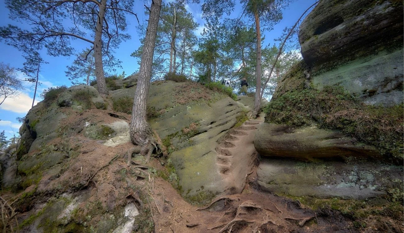 Kamienne schodki w Kocich Skałach, skalne miasto Ostas w Czechach Kamienne schody wykute w skale prowadzące przez sosnowy las w Kocich Skałach, Ostas, Czechy.