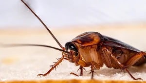Babcie wiedziały, jak pozbyć się intruzów. Pułapka potopi głodne karaluchy