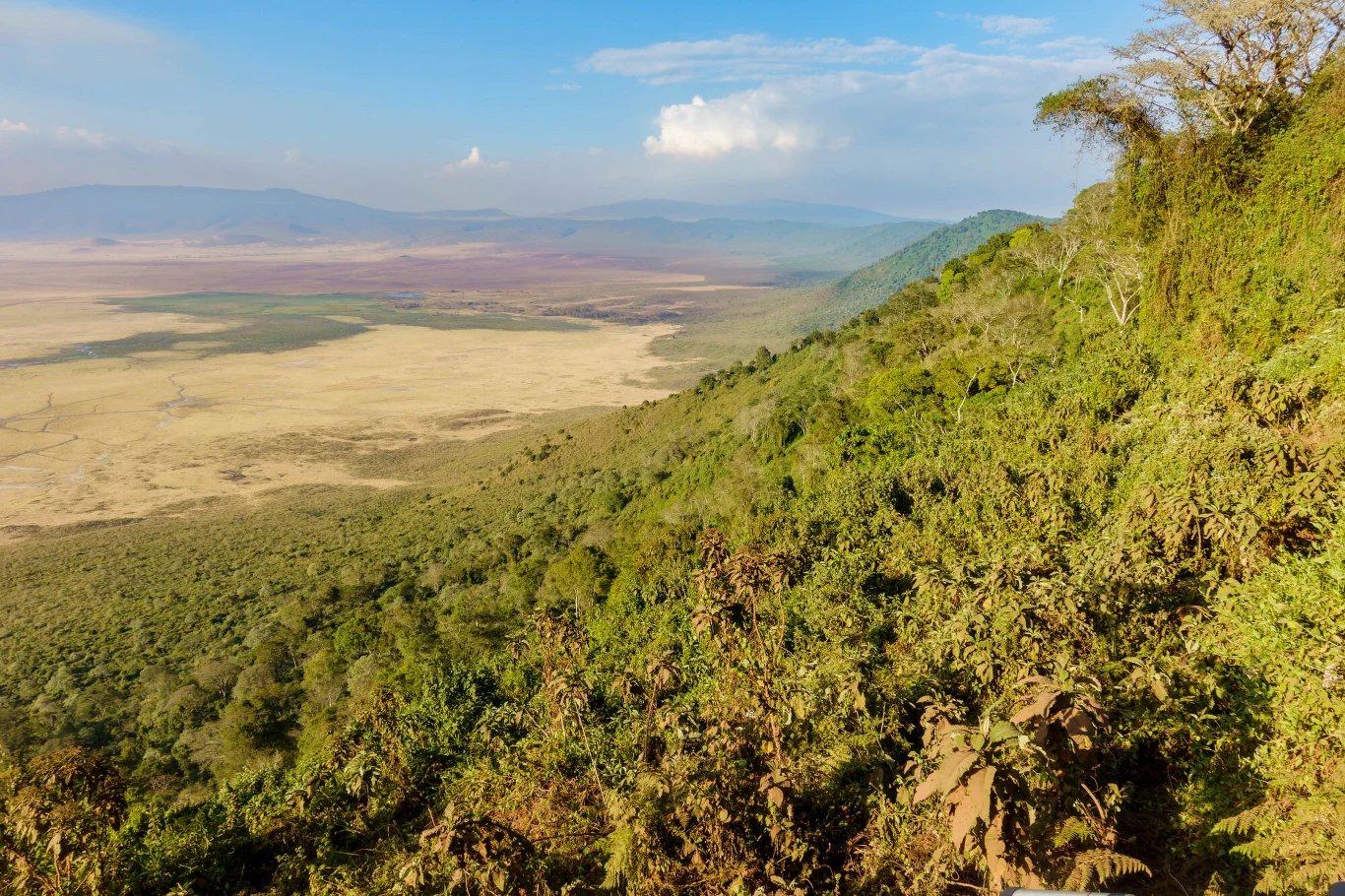 Ngorongoro w północnej Tanzanii przyciąga tłumy turystów Rozległy krajobraz łączący zielone zbocze wzgórza porośniętego gęstą roślinnością z jasną, suchą równiną rozciągającą się aż po horyzont, z odległymi pasmami górskimi w tle pod błękitnym niebem.