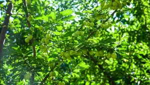 Rozsyp pod śliwą jeszcze w lipcu. Sąsiedzi będą pytać, skąd tyle owoców