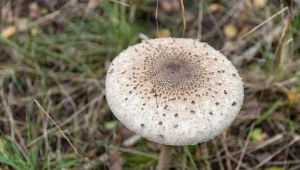 Tak odróżnisz kanie od sromotnika. Szczegóły mają znaczenie