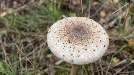 Tak odróżnisz kanie od sromotnika. Szczegóły mają znaczenie