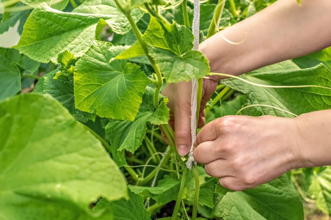 Nieodpowiednie nawadnianie jest najczęstszą przyczyną gorzknienia ogórków. Dłonie wiążące łodygę ogórka ogrodowego do sznurka pomiędzy bujnymi zielonymi liśćmi.
