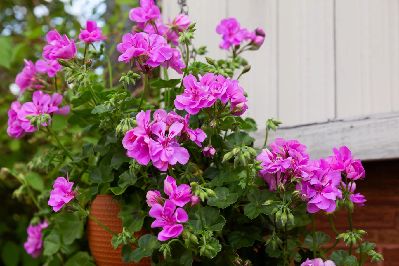 Dobrze ukorzenione pelargonie odwdzięczają się długim kwitnieniem. Pelargonie o intensywnie różowych kwiatach i bujnych zielonych liściach w wiszącej donicy przy jasnej ścianie.