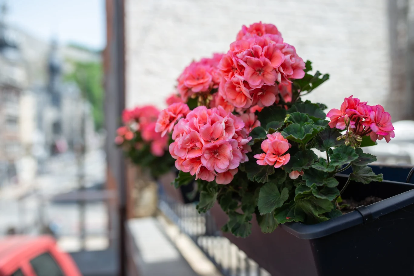Wielu miłośników pelargonii chętnie stosuje metodę z owsem. Różowe pelargonie rosnące w czarnych donicach ustawionych na metalowej balustradzie balkonu.