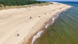 Czy meduzy nad Bałtykiem są groźne?