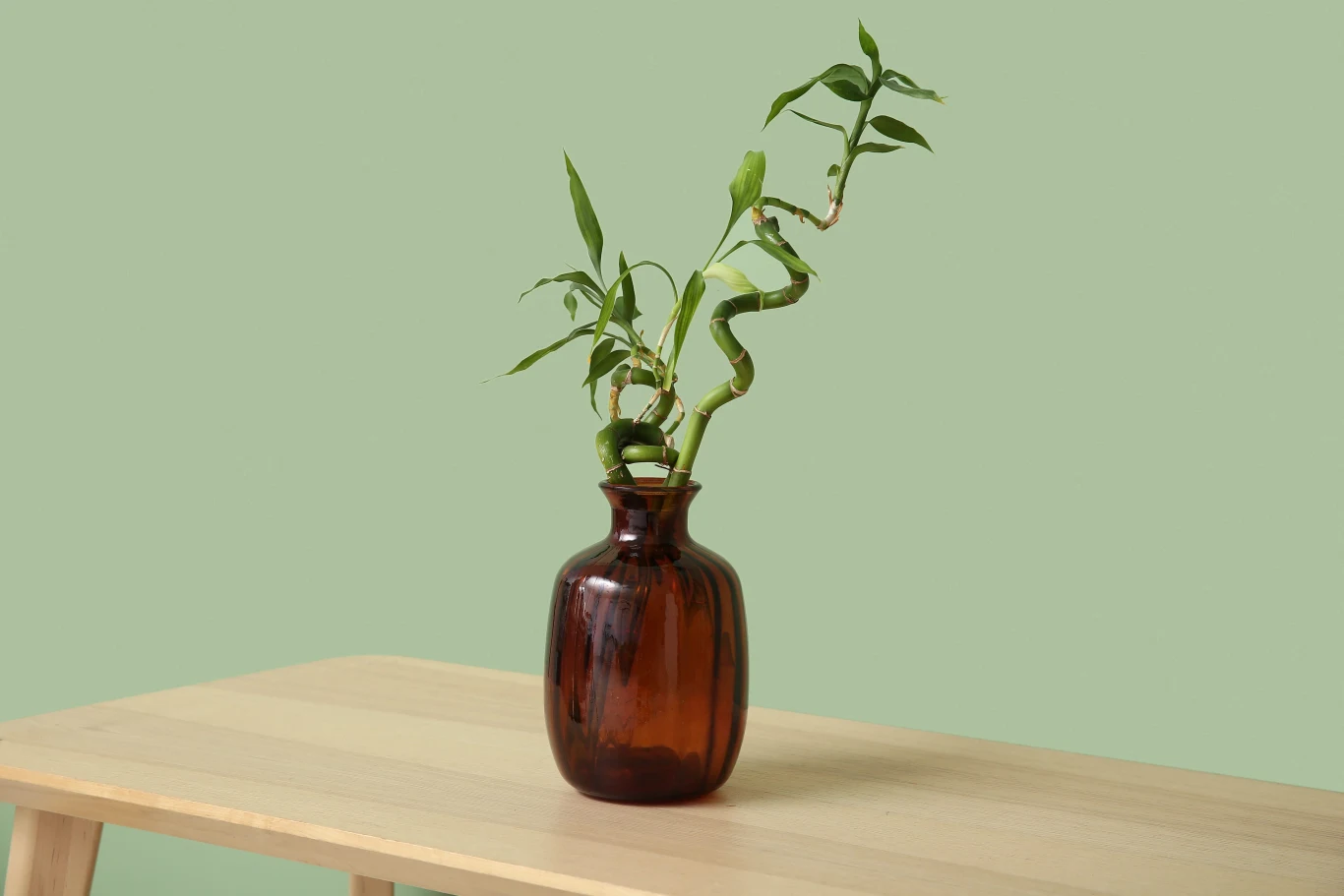 Dracena Sandera to jedna z roślin przyciągających szczęście i pieniądze. Poznaj też inne i odmień swoje życie. Brązowy wazon z rośliną o spiralnych łodygach, ustawiony na drewnianym stole na tle jasnej, zielonej ściany. Lucky Bamboo.