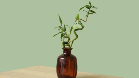 Dracena Sandera to jedna z roślin przyciągających szczęście i pieniądze. Poznaj też inne i odmień swoje życie.
