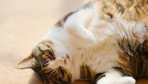 Ile waży twój kot na "ludzkie kilogramy"? Wynik może zaskoczyć 