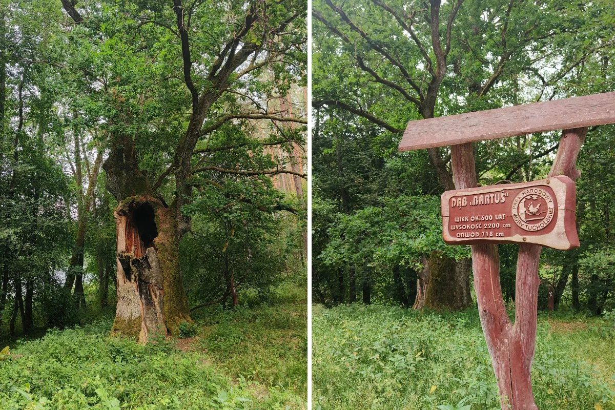 Sędziwe drzewo o grubym, pustym pniu otoczone zielenią lasu, obok tablica informacyjna z nazwą 'DĄB BARTUŚ' i wiekiem drzewa, wskazująca na jego wyjątkowy status pomnika przyrody.