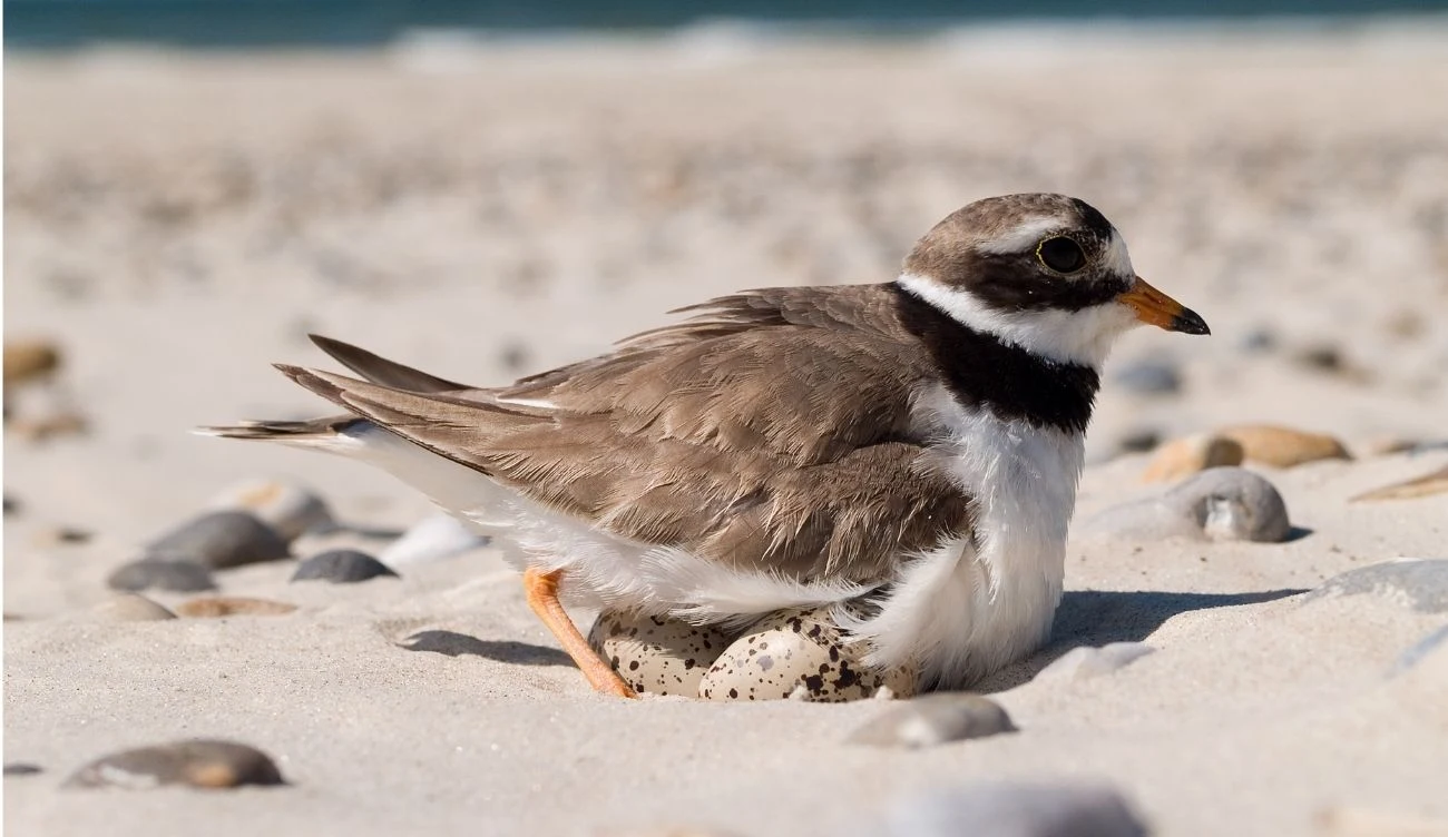 Sieweczka obrożna na bałtyckiej plaży Sieweczka obrożna siedząca na jajach na piaszczysto-kamienistej plaży Bałtyku, wyraźny ciemny pas na szyi.