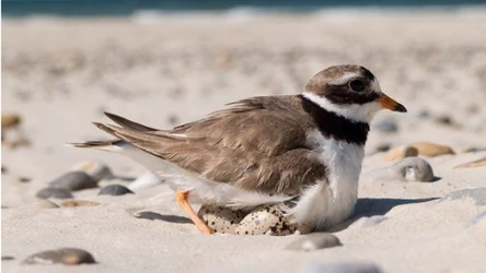 Sieweczka obrożna na bałtyckiej plaży