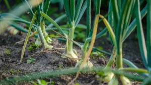 Działa jak tarcza na śmietkę. Opryskaj cebulę, a larwy nie zaatakują
