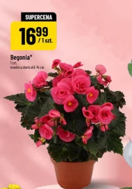Begonia