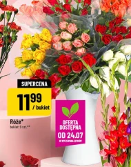 Róża