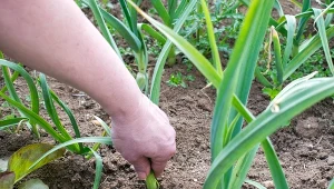 Nie zostawiaj pustych grządek po cebuli. Prędko posadź i patrz, jak rośnie