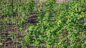 Najprostszy sposób na więcej malin. 200 sadzonek z jednego krzaka
