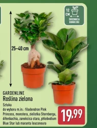 Roślina doniczkowa Gardenline