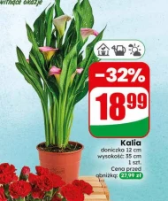 Kalia